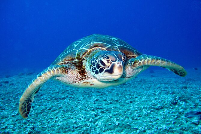 Waikiki: Turtle Canyon Snorkel - A quick catamaran ride from Pink Sails Waikiki