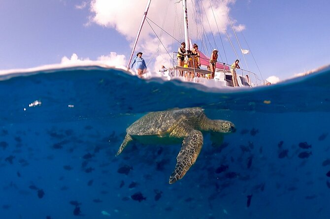 Waikiki: Turtle Canyon Snorkel - The crew makes the biggest difference