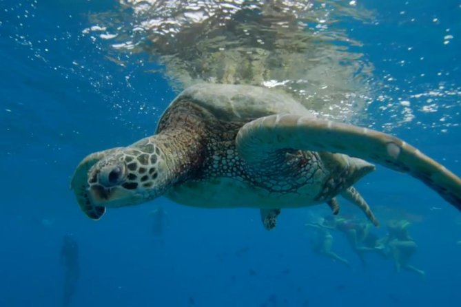Waikiki: Turtle Canyon Snorkel - Weather, cancellations, and timing concerns