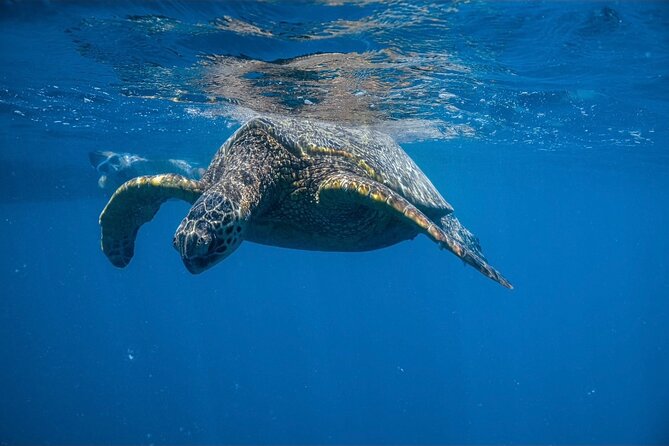 Waikiki Turtle Canyon Snorkel: Turtles Guaranteed - Turtle Canyon delivers the main reason you came