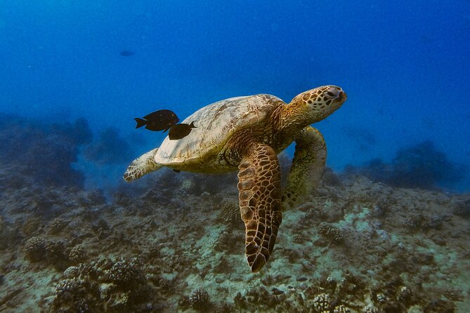 Waikiki Turtle Canyon Snorkel: Turtles Guaranteed - More than turtles beneath the surface