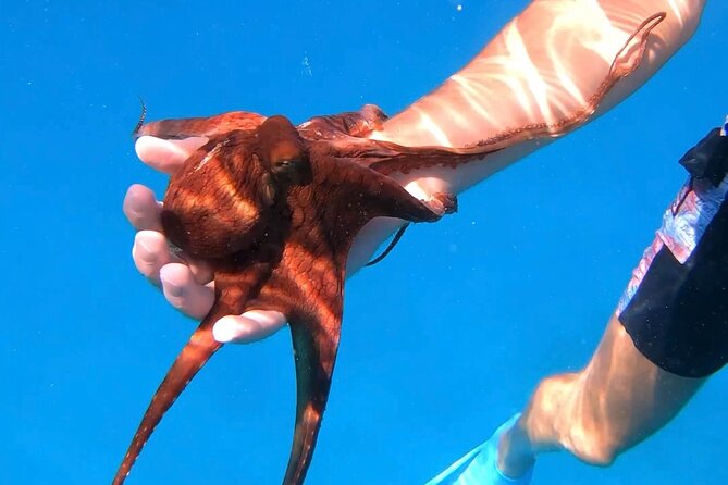 Waikiki Turtle Canyon Snorkel: Turtles Guaranteed - Safety, swimming ability, and seasickness