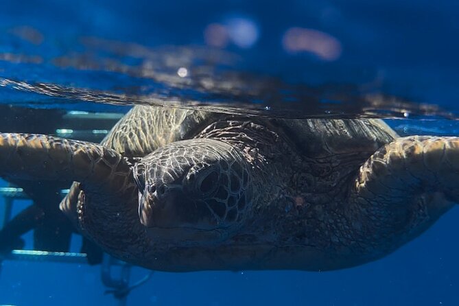 Waikiki Turtle Canyon Snorkel: Turtles Guaranteed - What is included for $81.40
