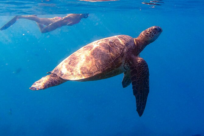 Waikiki Turtle Canyon Snorkel: Turtles Guaranteed - What the 45-minute snorkel feels like