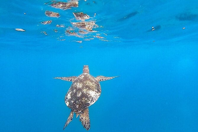Waikiki Turtle Snorkel and Sail on Hawea Catamaran - The sail back toward Waikiki