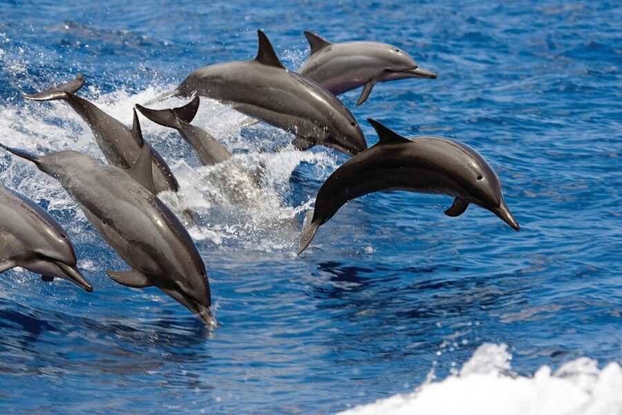 Waikoloa Catamaran Snorkel & Sail Adventure with Lunch - Key points to know before you book