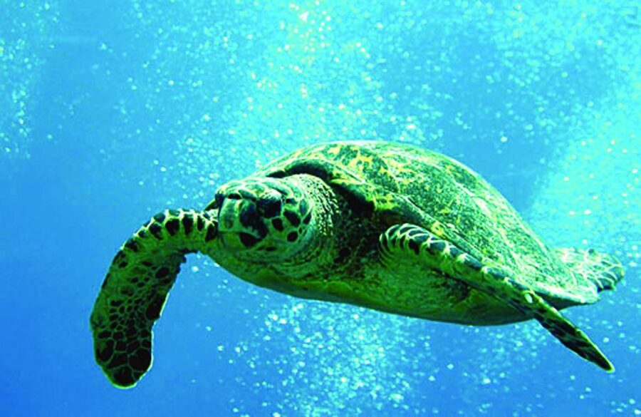 Waikoloa Catamaran Snorkel & Sail Adventure with Lunch - Setting sail from Anaeho‘omalu Bay