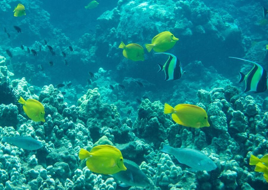 Wailea Beach: Snorkeling for Non-Swimmers Guided Tour - Key points at a glance