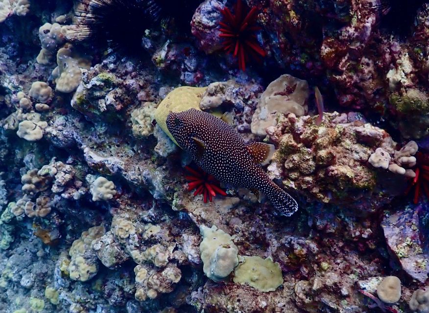 Wailea Beach: Snorkeling for Non-Swimmers Guided Tour - Should you book the Wailea non-swimmer snorkeling tour?