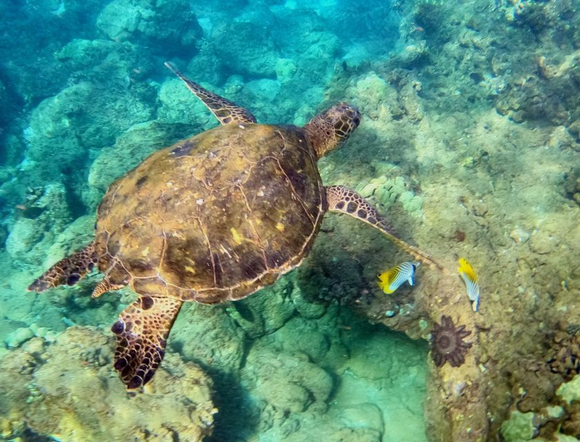 Wailea Beach: Snorkeling for Non-Swimmers Guided Tour - The first 20 minutes: safety, equipment, and floating
