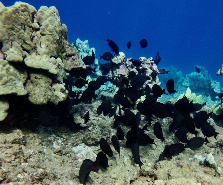 Wailea Beach: Snorkeling for Non-Swimmers Guided Tour - Moving into 10 to 20 feet of water