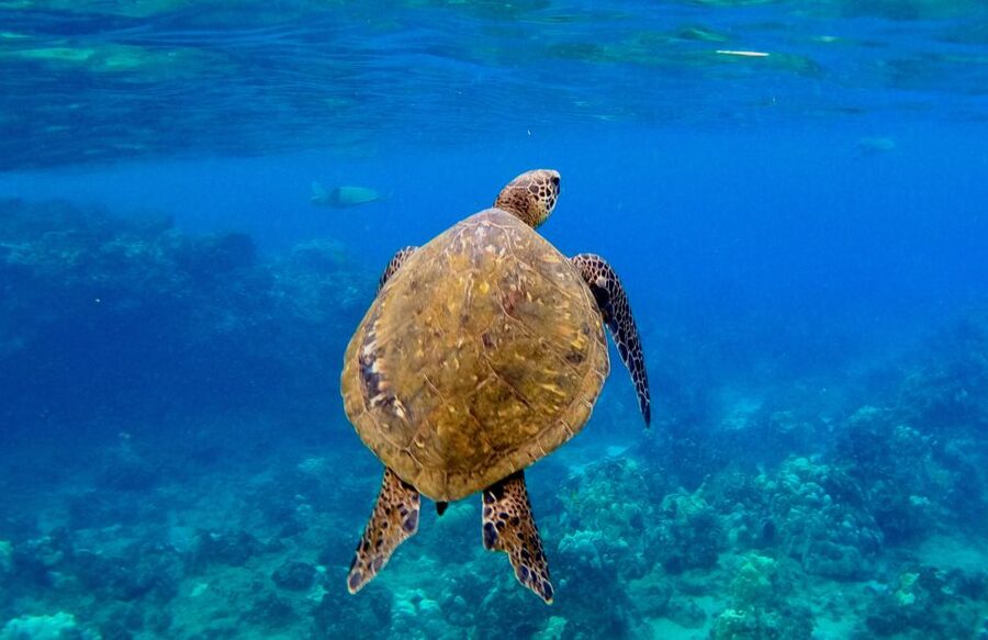 Wailea Beach: Snorkeling for Non-Swimmers Guided Tour - Tips for making the morning go smoothly