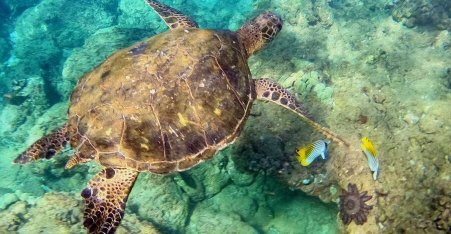 Wailea Beach: Snorkeling for Non-Swimmers Guided Tour - Starting at Wailea Beach with the right expectations