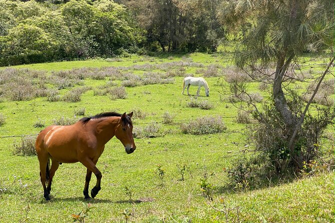 Waipi’o on Horseback: Mountain Ocean Views Working Cattle Ranch - Fruit tasting and farm animals add real character