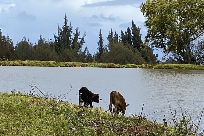 Waipi’o on Horseback: Mountain Ocean Views Working Cattle Ranch - Price, timing, and the value of the outing
