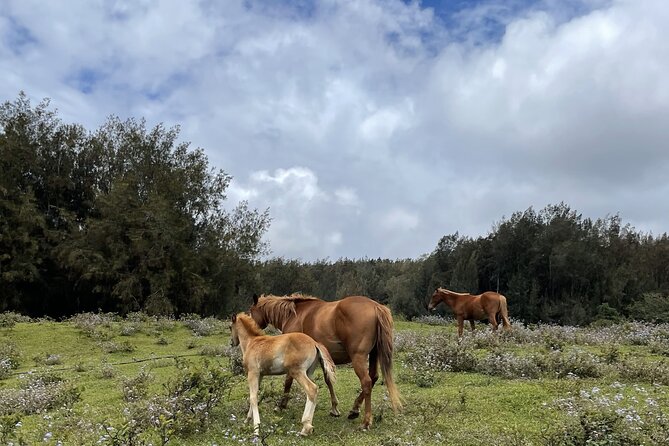 Waipi’o on Horseback: Mountain Ocean Views Working Cattle Ranch - Weather, clothing, and booking advice