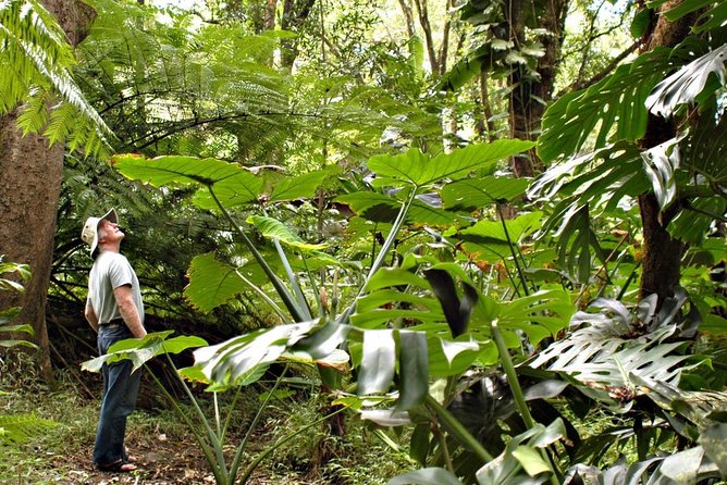 Waterfall & Rainforest Hiking Adventure with Hotel Pickup - Key things to know before booking