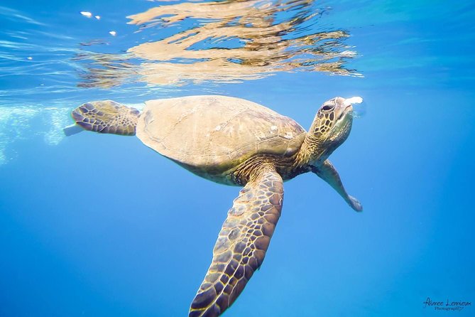 West Maui Afternoon Snorkel from Ka’anapali Beach - Is $156.16 a fair Maui price?
