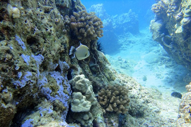 West Maui Snorkeling Experience by Boat from Ka'anapali - Leaving Ka’anapali Beach at 9 a.m.