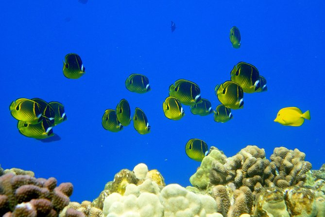 West Maui Snorkeling Experience by Boat from Ka'anapali - Who will enjoy this trip most