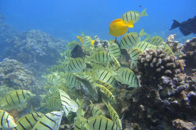 West Maui Snorkeling Experience by Boat from Ka'anapali - A comfortable boat with a personal feel