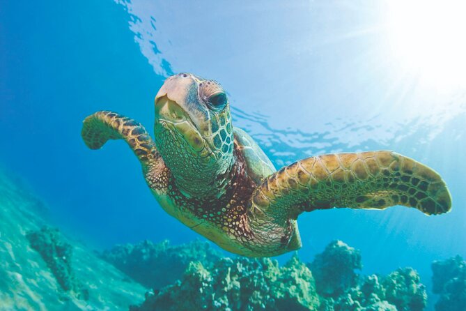 West Oahu Dolphin Watch and Snorkel Sail with Lunch - Key points to know before you book