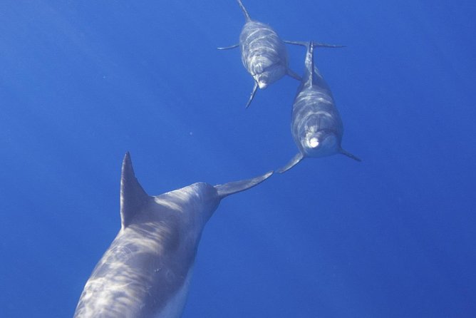 West Oahu Dolphin Watch and Snorkel Sail with Lunch - Why West Oahu is the right place for this boat trip