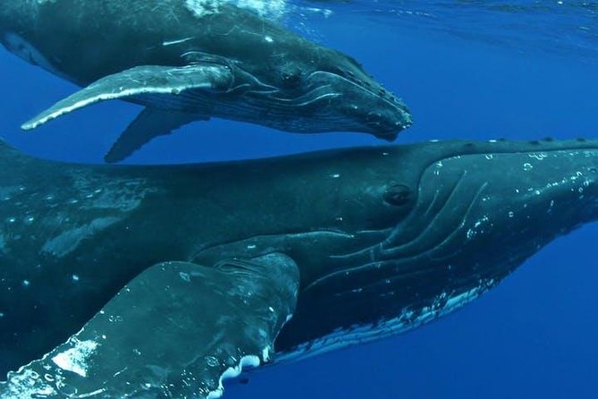 Whale Watch Excursion from the Big Island - The naturalist commentary adds real value