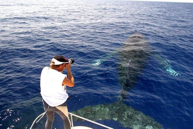 Whale Watch Excursion from the Big Island - Snacks, drinks, and the cash bar