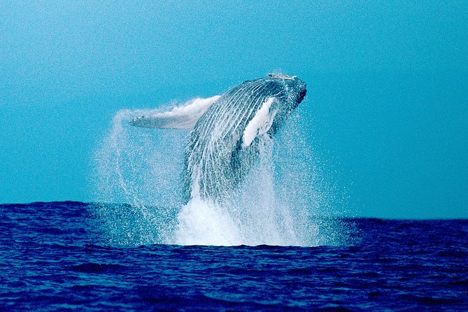 Whale Watch Excursion from the Big Island - Is $151.34 a fair price?