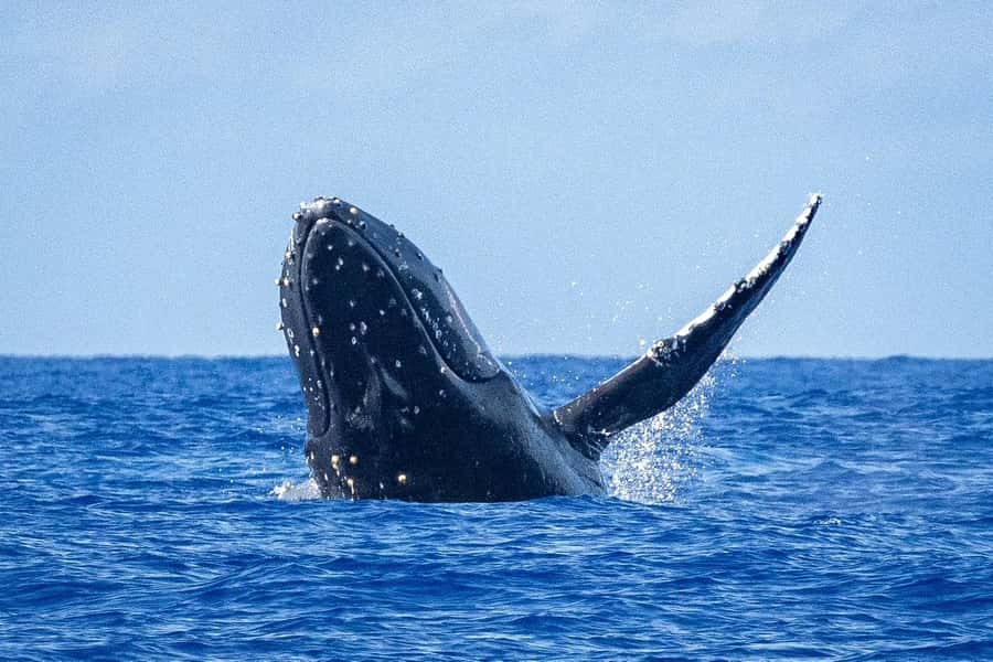 Whale Watching Cruise in Waikiki Oahu - SEE THE HUMPBACKS! - Key points to know before you book