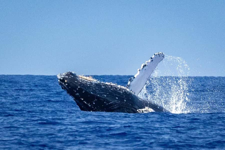 Whale Watching Cruise in Waikiki Oahu - SEE THE HUMPBACKS! - Why humpbacks come to Waikiki