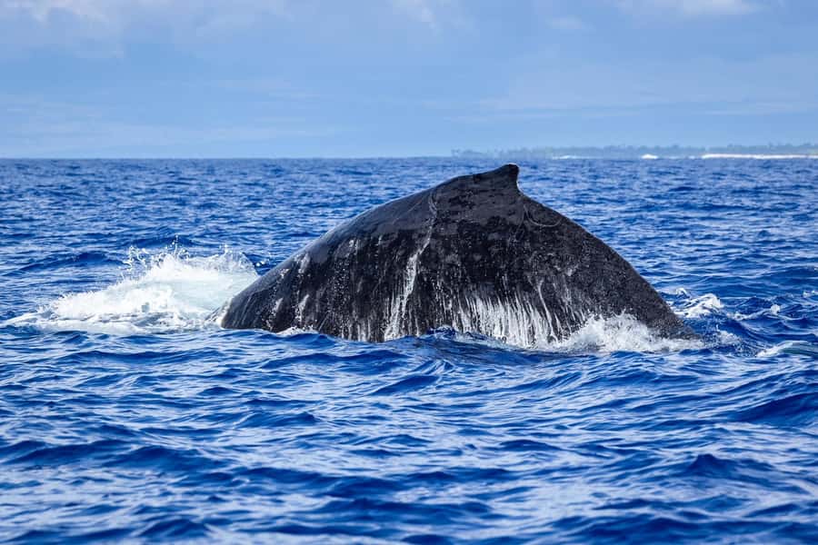 Whale Watching Cruise in Waikiki Oahu - SEE THE HUMPBACKS! - What you may see, and what you should not expect
