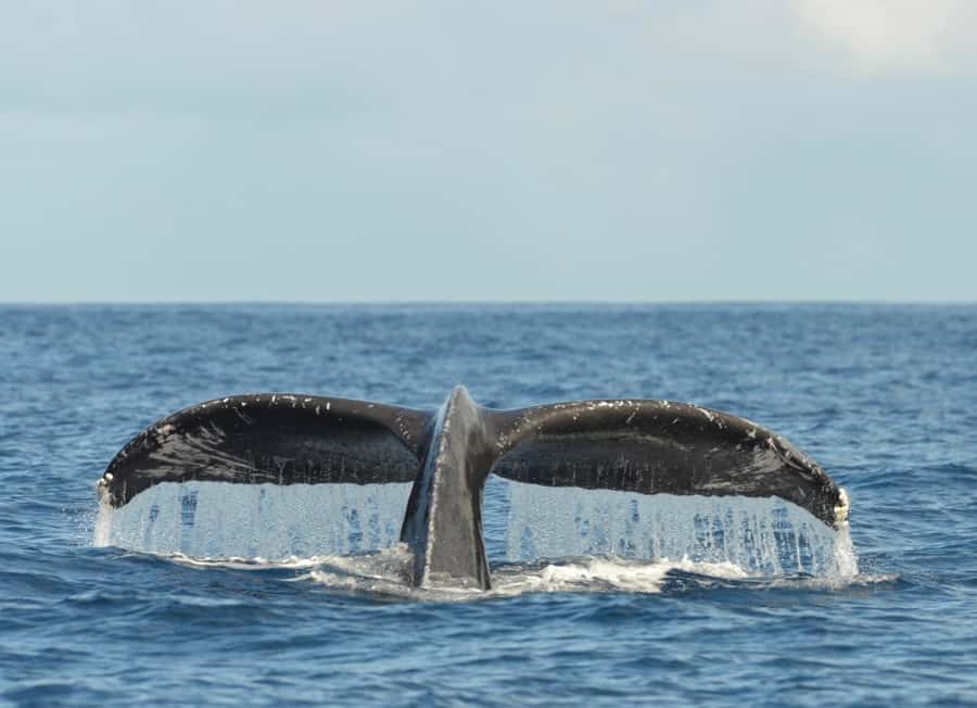 Whale Watching Cruise in Waikiki Oahu - SEE THE HUMPBACKS! - Food, drinks, and useful comfort items