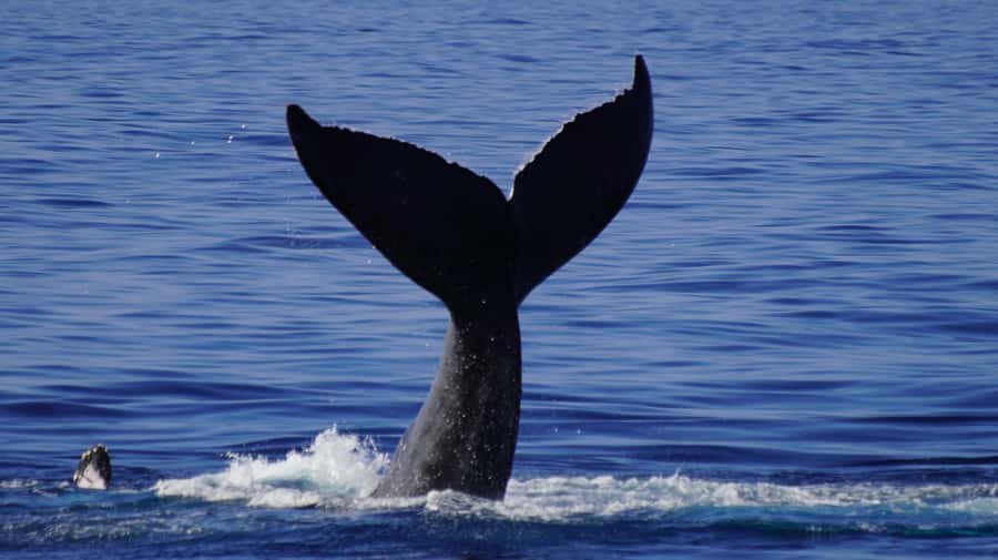 Whale Watching Cruise in Waikiki Oahu - SEE THE HUMPBACKS! - Is the Island Princess cruise worth booking?