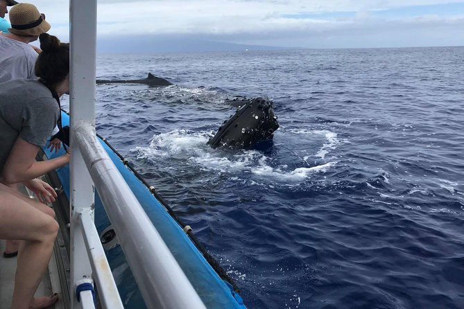 Whale Watching from Ma'alaea Harbor - What you may see from the boat