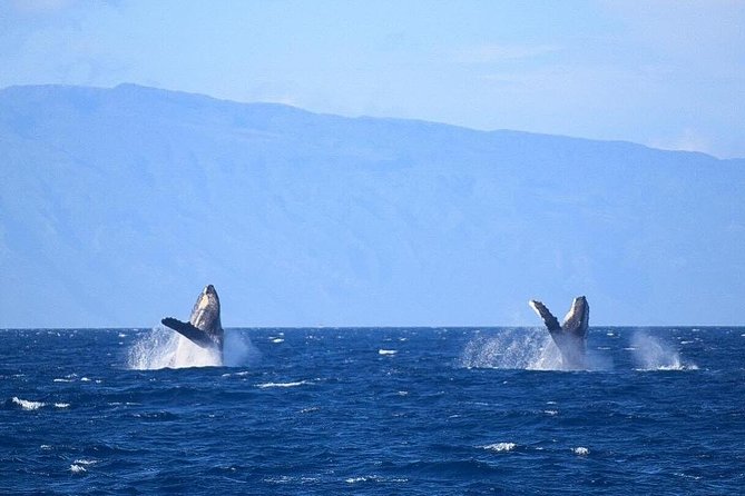 Whale Watching from Ma'alaea Harbor - Price, group size, and what you get