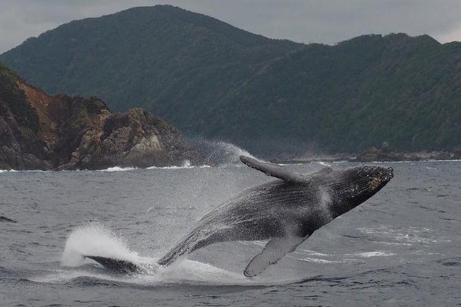 Whale Watching from Ma'alaea Harbor - Comfort, weather, and choosing your departure