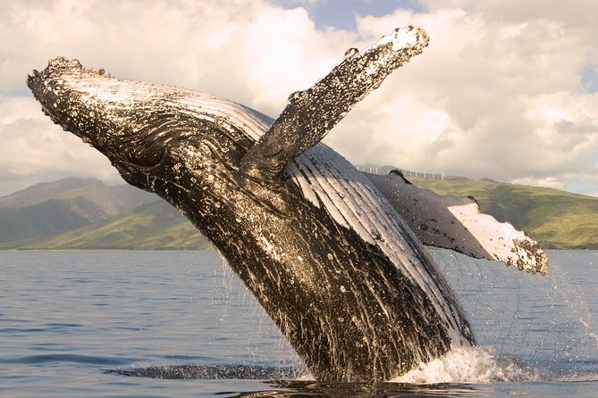 Whale Watching from Ma'alaea Harbor - Reading the whales with a marine naturalist