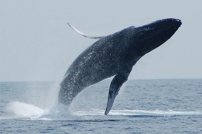 Whale Watching On The Big Island - Key things to know before booking