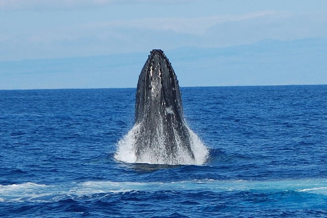 Whale Watching On The Big Island - Hearing whale songs through hydrophones