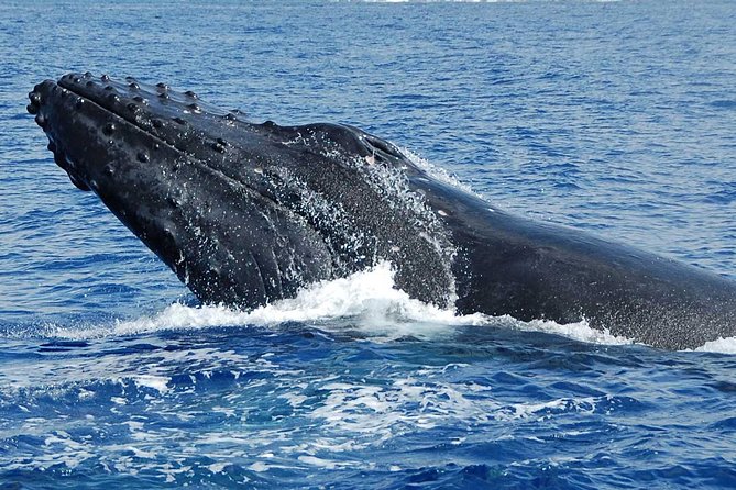 Whale Watching On The Big Island - What the two-and-a-half-hour ride feels like