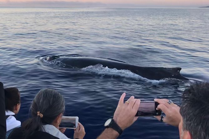 WHALES GUARANTEED Maui Whale Watching Makai Adventures - Why the boat matters at Mala Boat Ramp
