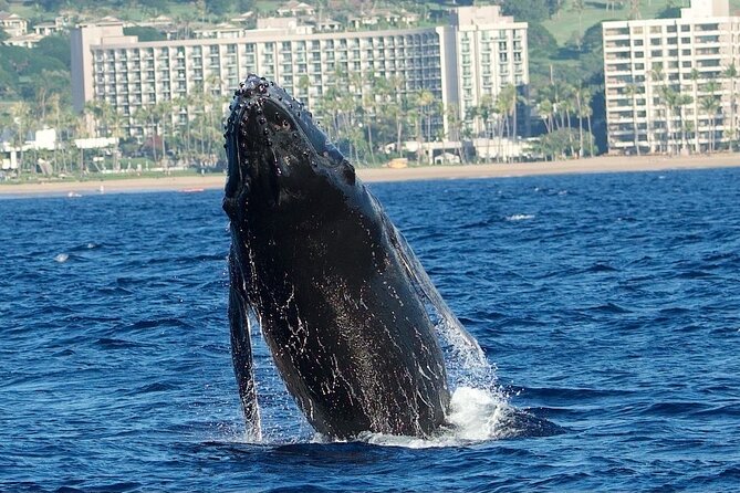 WHALES GUARANTEED Maui Whale Watching Makai Adventures - Crew members who add meaning to the sightings