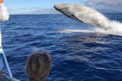 WHALES GUARANTEED Maui Whale Watching Makai Adventures