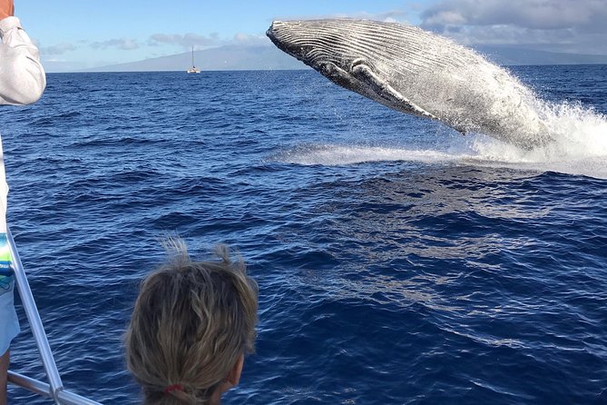 WHALES GUARANTEED Maui Whale Watching Makai Adventures - Watching humpbacks without crowding them
