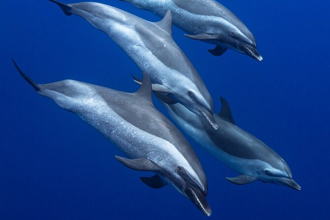 Wild Dolphin Watching and Snorkel Safari Off West Coast of Oahu - Leaving Waianae Harbor for the open coast