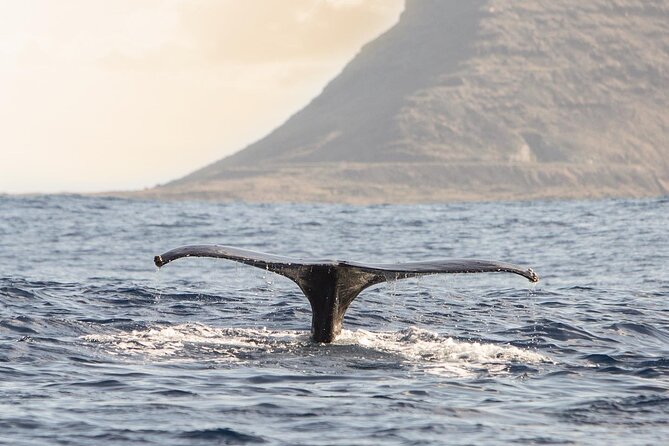 Wild Dolphin Watching and Snorkel Safari Off West Coast of Oahu - Winter whales and the best time to go