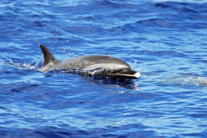Wild Dolphin Watching and Snorkel Safari Off West Coast of Oahu - Why the small group changes the experience