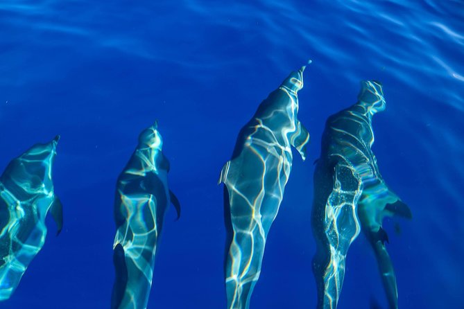 Wild Dolphin Watching and Snorkel Safari Off West Coast of Oahu - Lunch, drinks, and optional extras